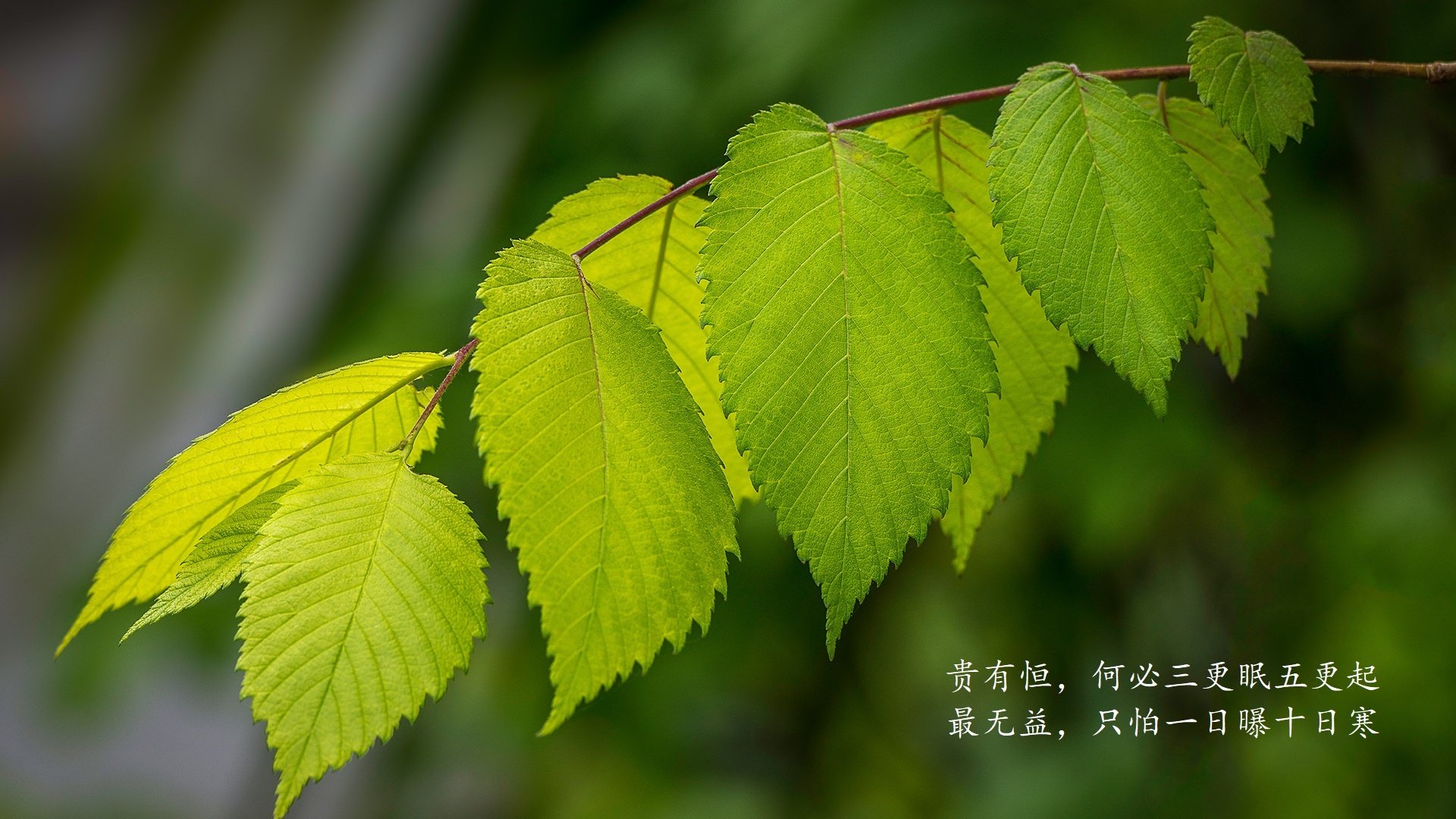 LEC战队Vitality启用全新战术分析团队，lecmad战队